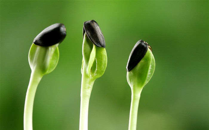 新芽嫩叶高清植物壁纸11