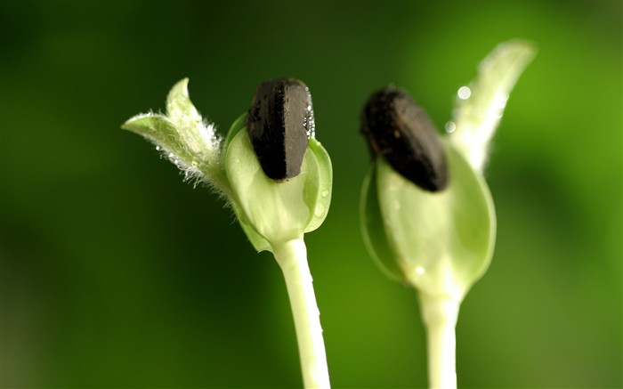 las plantas brotan las hojas fondos de escritorio de alta definición #12