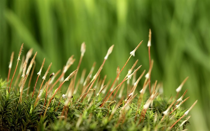 las plantas brotan las hojas fondos de escritorio de alta definición #14