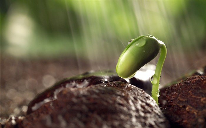 las plantas brotan las hojas fondos de escritorio de alta definición #17