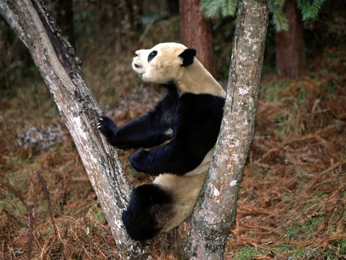国宝熊猫壁纸专辑10