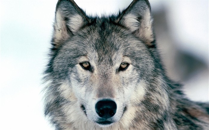 Wolf Album Wallpaper #18