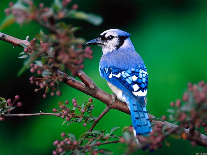 Lovely bird photo wallpaper #1