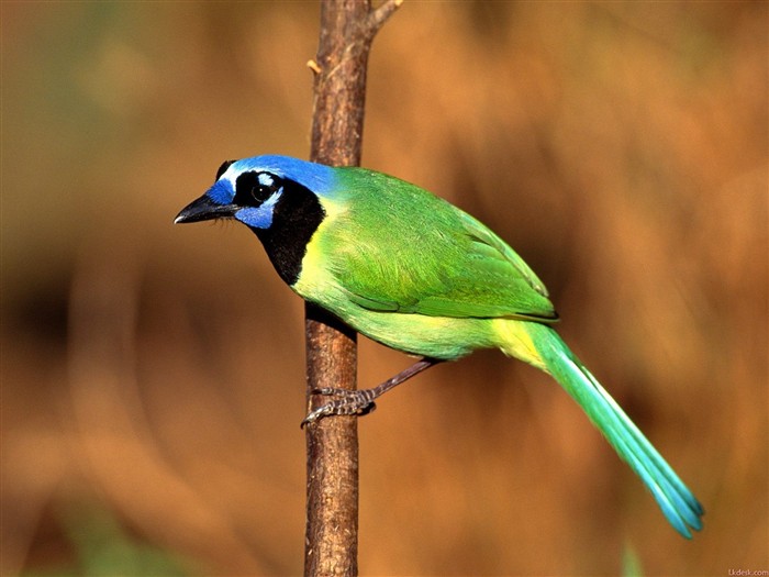 Bonito fondo de pantalla de fotos de aves #2