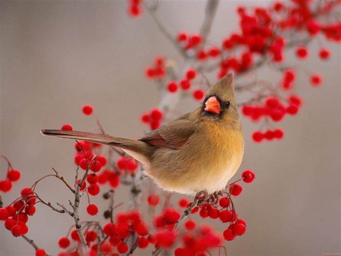 Lovely bird photo wallpaper #3