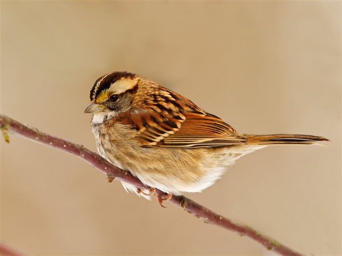 Lovely Vogel Fototapete #5