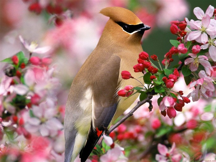 Lovely bird photo wallpaper #6