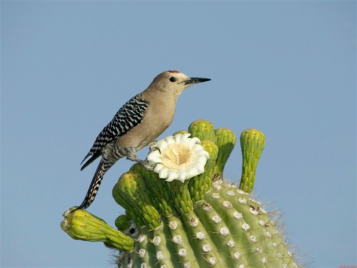 Bonito fondo de pantalla de fotos de aves #7