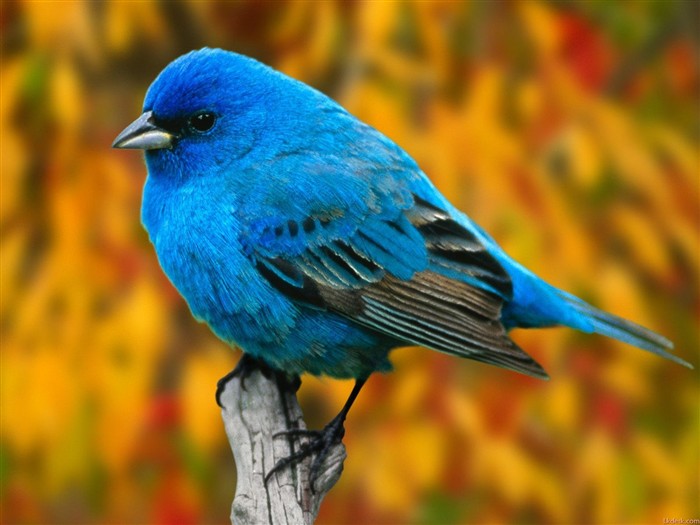 Lovely bird photo wallpaper #8