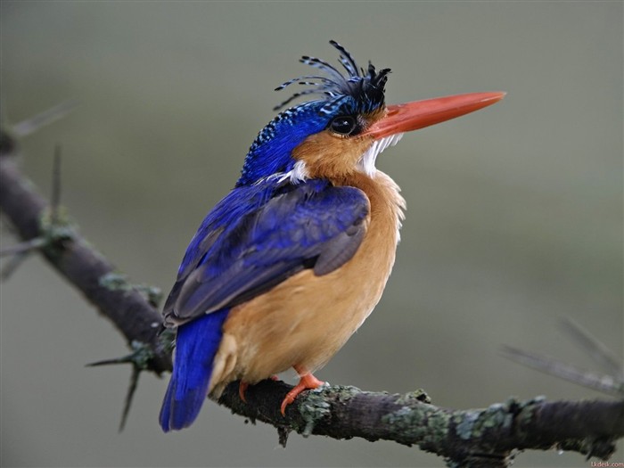 素敵な鳥の写真壁紙 #9