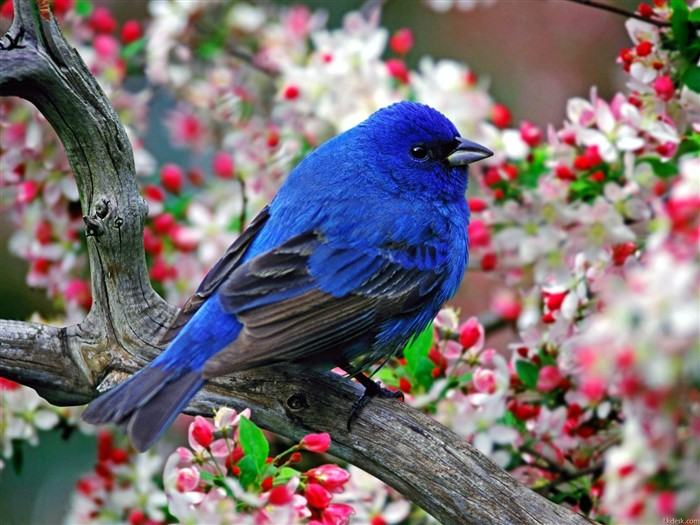 Lovely bird photo wallpaper #11