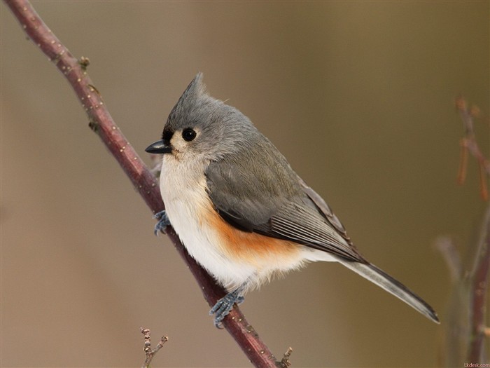 Lovely Vogel Fototapete #12