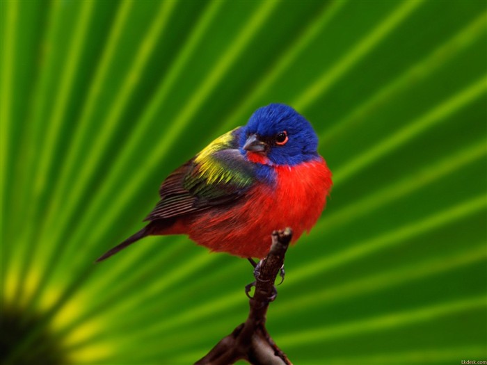 Lovely bird photo wallpaper #15