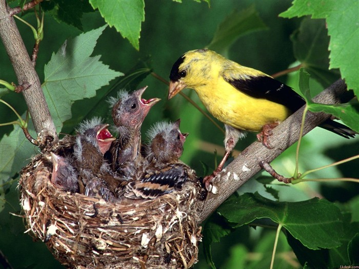 素敵な鳥の写真壁紙 #16