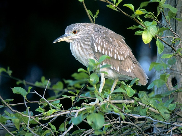 Lovely Vogel Fototapete #17