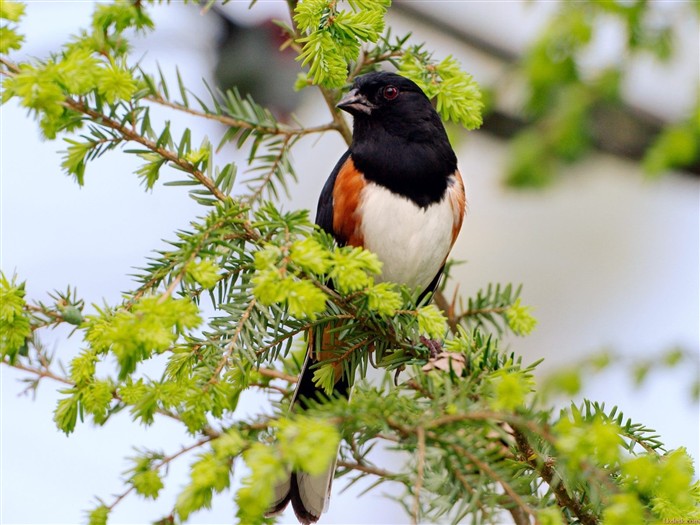 Bonito fondo de pantalla de fotos de aves #18