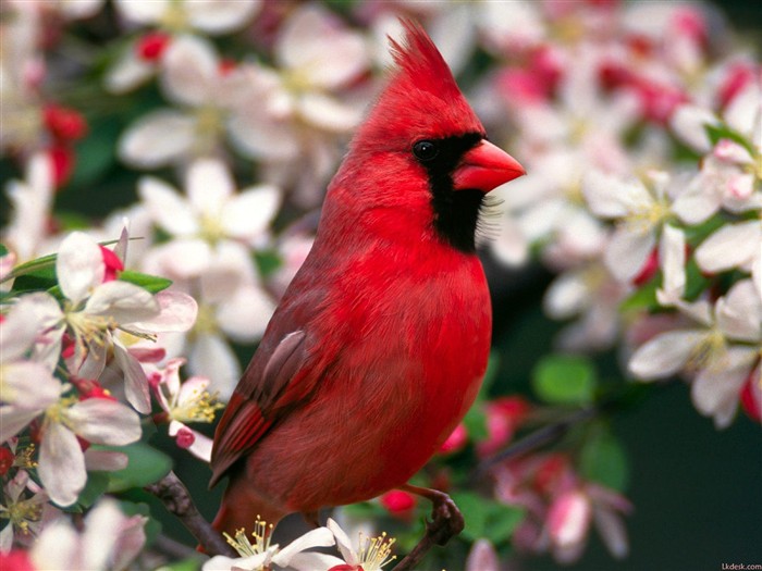 Bonito fondo de pantalla de fotos de aves #19