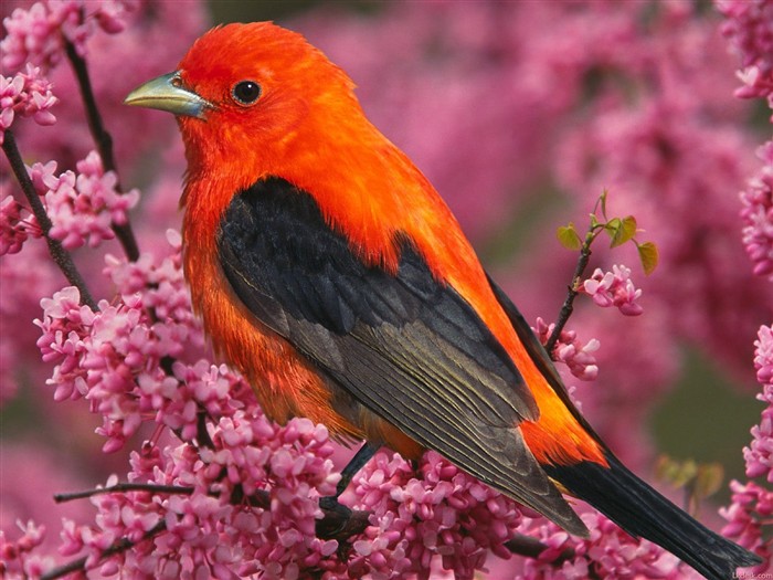 Lovely bird photo wallpaper #20