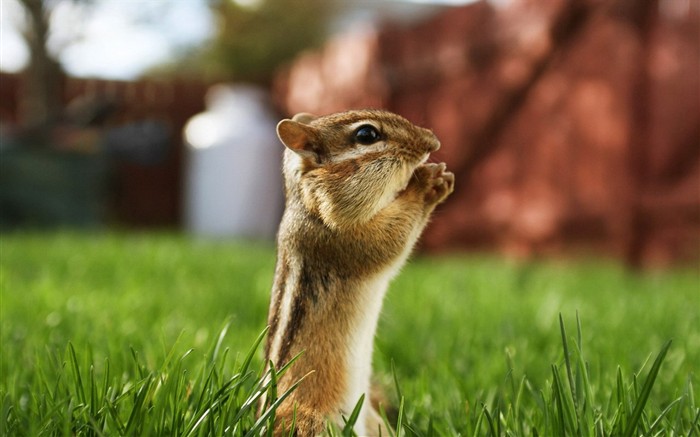 Cute chipmunk wallpaper #1