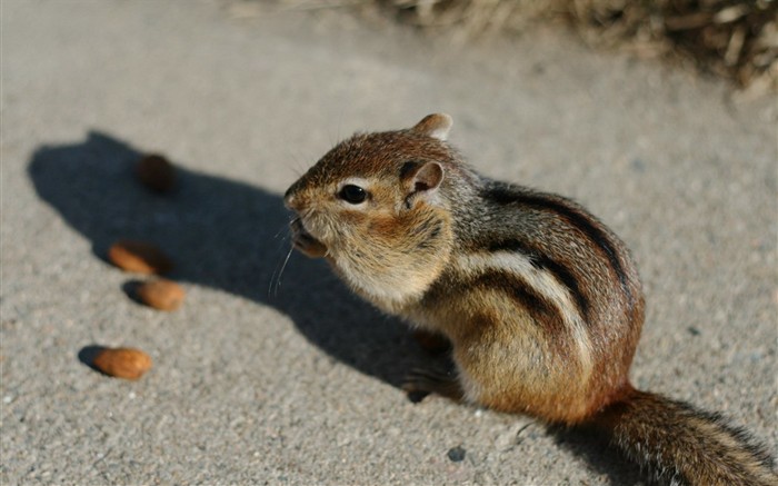 Cute Chipmunk Tapete #2