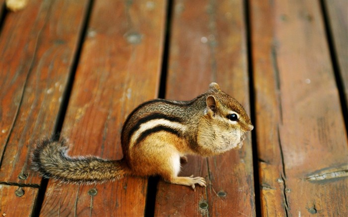 Cute Chipmunk Tapete #7