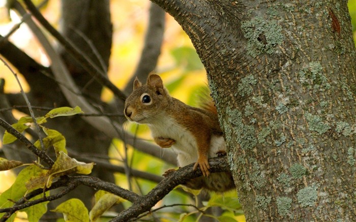 Cute wallpaper chipmunk #8