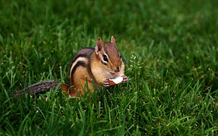 Cute Chipmunk Tapete #9