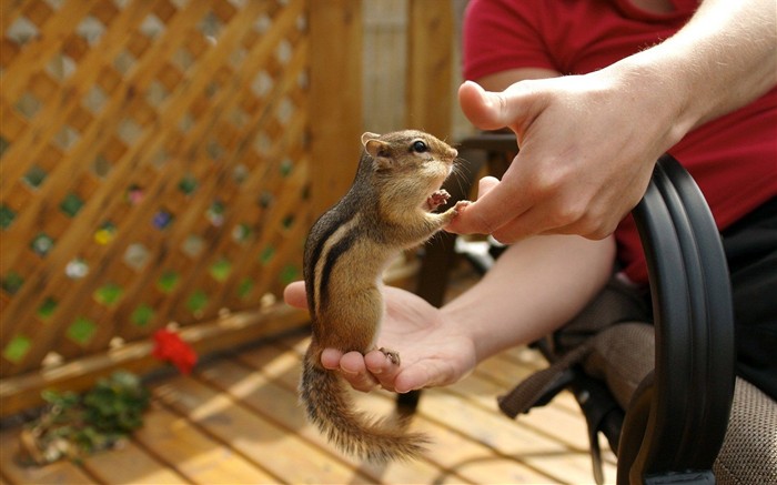 Cute Chipmunk Tapete #14