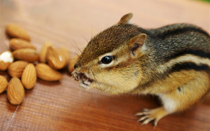 Cute Chipmunk Tapete #19