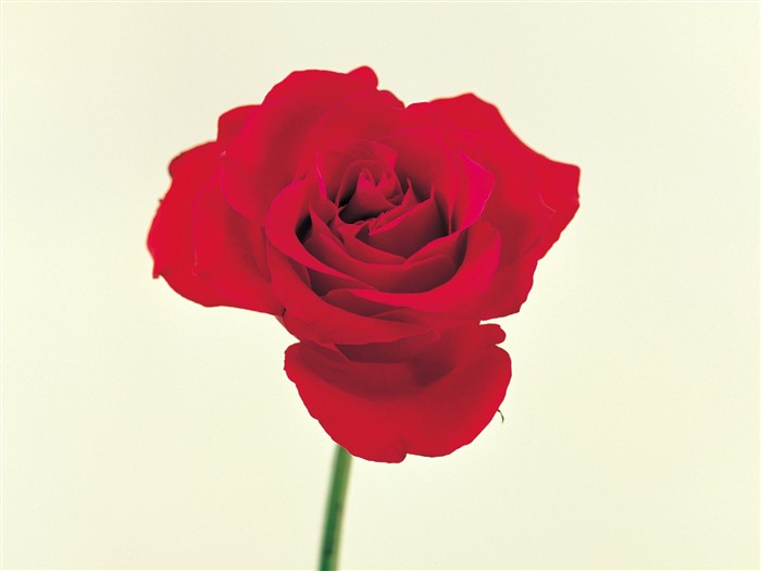 室内の花の壁紙(1) #40