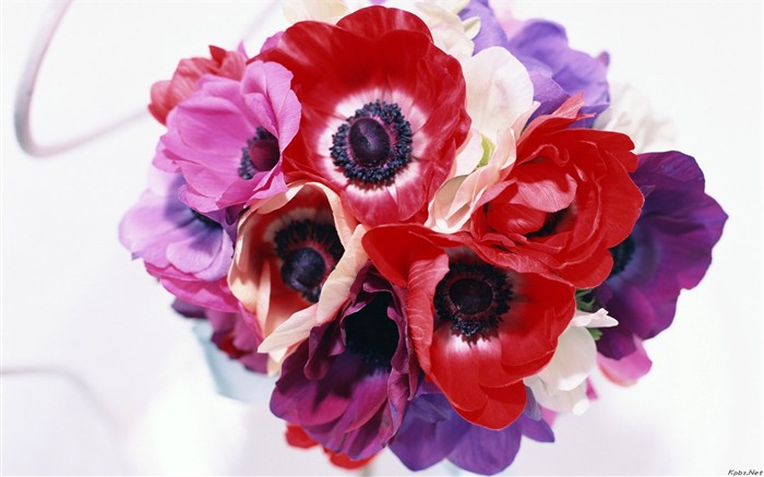 室内の花の壁紙(2) #1