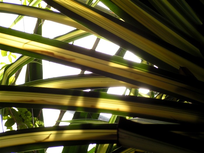  Vistaの植物の壁紙(6) #4