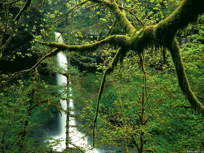 Cataratas del Bosque Fondo de pantalla HD #3