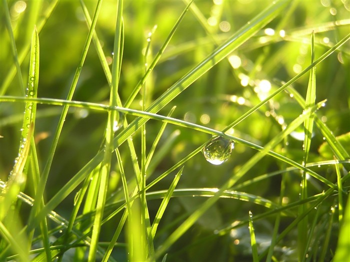 Vista 植物壁紙(五) #9