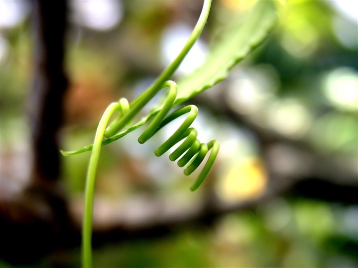 Vista 植物壁纸(五)19