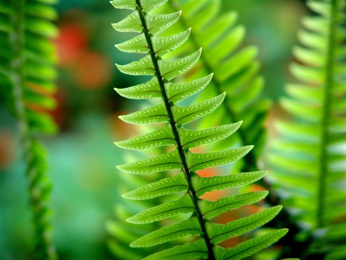 Vista 植物壁紙(八) #1
