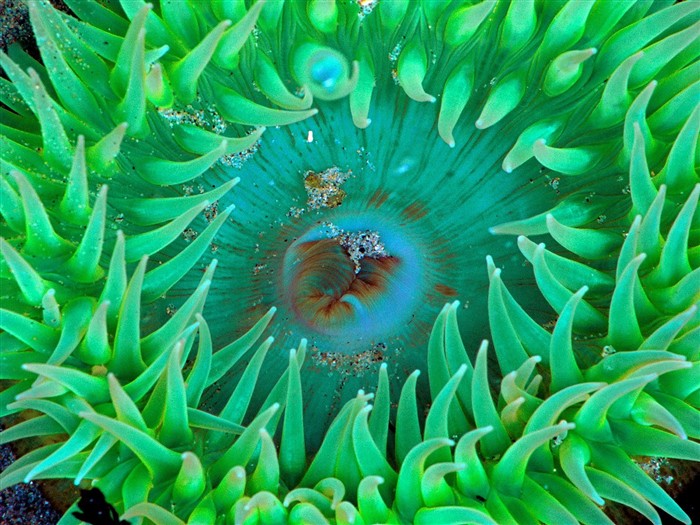 海洋生物壁紙精選(一) #12