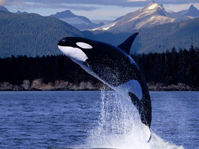 Marine Life Wallpaper Selection (1) #18