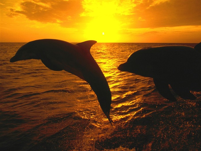 Marine Life Wallpaper Selection (1) #33