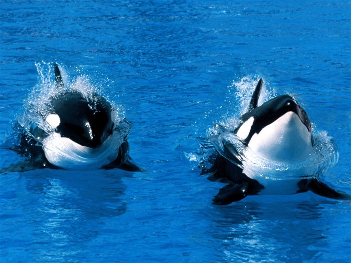 Marine Life Wallpaper Selection (1) #39