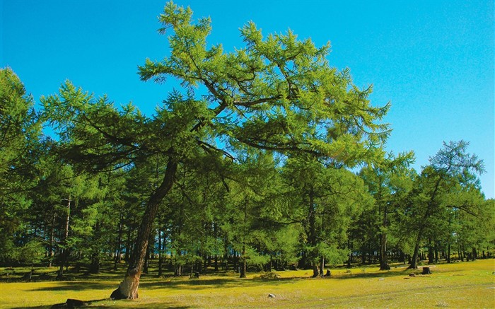 Un beau paysage naturel en Sibérie #6