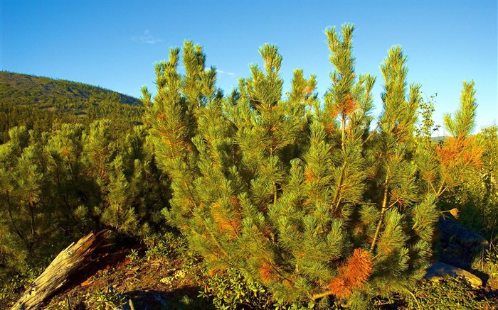 Hermoso paisaje natural en Siberia #8