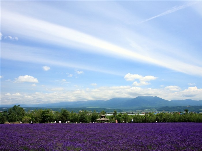 夏日北海道郊外风景3