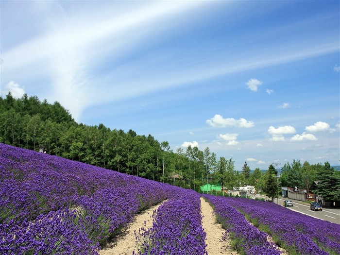 paysage de campagne Hokkaido #5