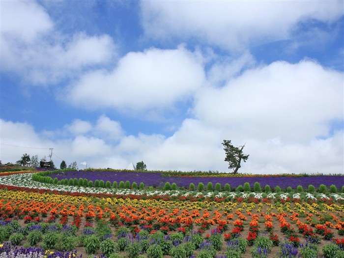 Hokkaido countryside scenery #7