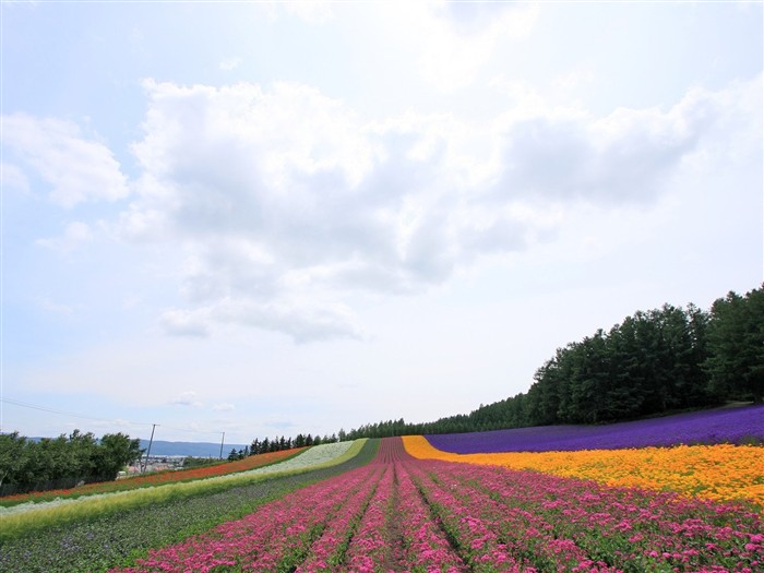 paysage de campagne Hokkaido #19