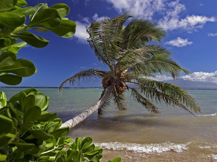 paysages plage hawaïenne #13