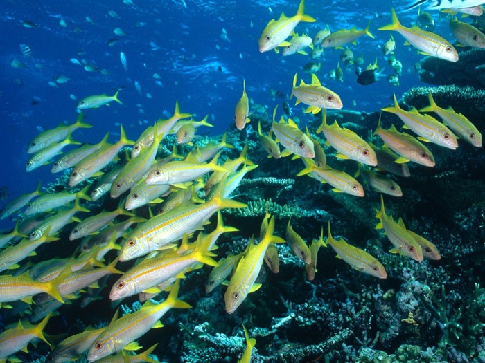 海洋生物壁纸精选(三)5