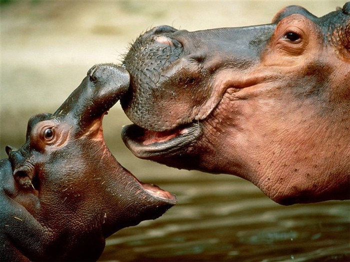 Hippo Foto Wallpaper #2