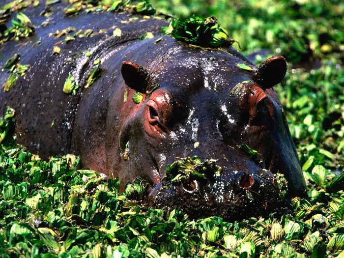 Hippo Foto Wallpaper #4